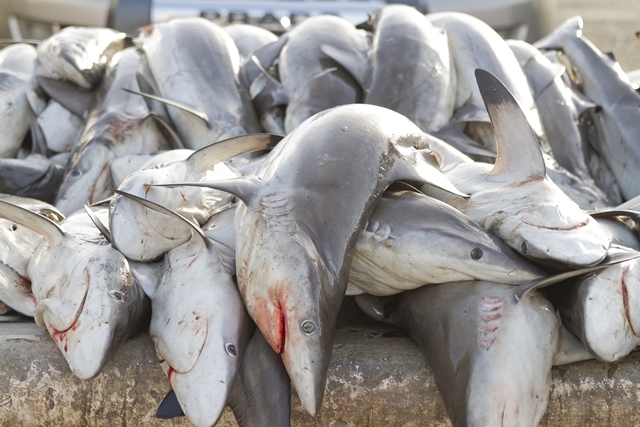 Asijští rybáři uloveným žralokům uřezávají ploutve a ti pak umírají pomalou a bolestivou smrtí.