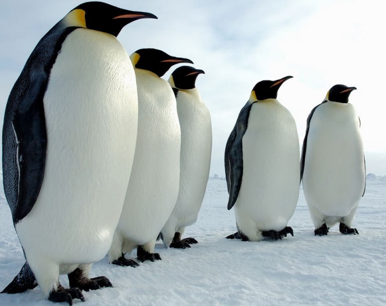 Největším tučňákem současnosti je tučňák císařský (Aptenodytes forsteri), jenž dorůstá do výšky až 130 cm a váží i 45 kg.