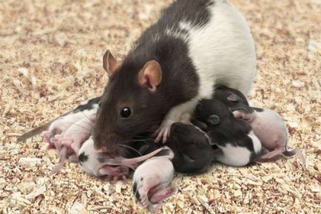 Krysí matky dokážou naučit své potomky i to, kde může číhat nebezpečí.