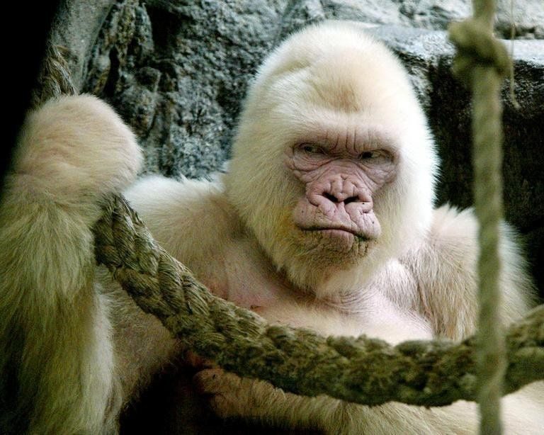 „Sněhová vločka“ byla jedinou známou bílou gorilou. Zabila ji rakovina její citlivé kůže.