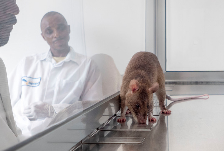 V Africe krysy pomáhají při diagnostice tuberkulózy.