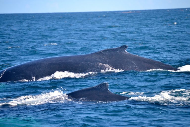 Velryby zde můžete sledovat od prosince do března.
