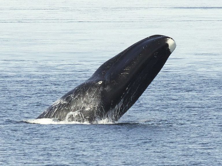 Velryba má vysokou odolnost proti stárnutí.