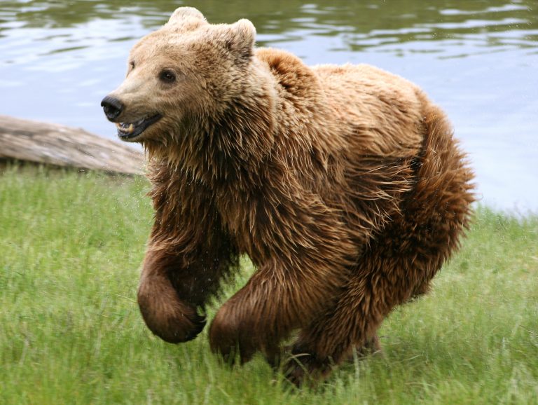 Nejdéle se medvěd brtník vyskytoval na Šumavě.