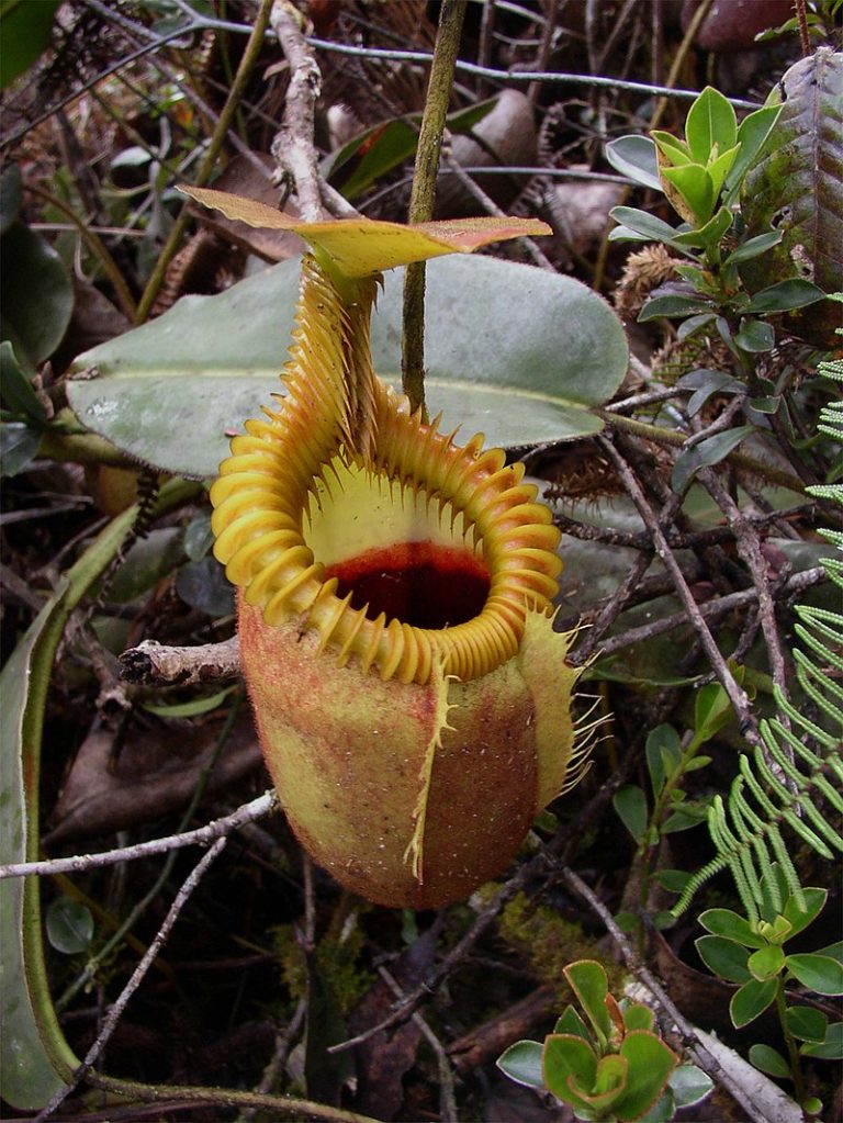 Láčkovka Nepenthes villosa, endemit národního parku Kinabalu