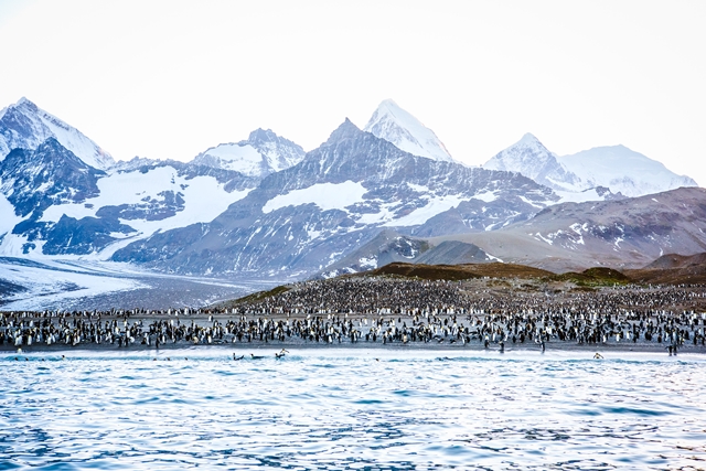 Tučňáci i rypouši si chrání svoje území.