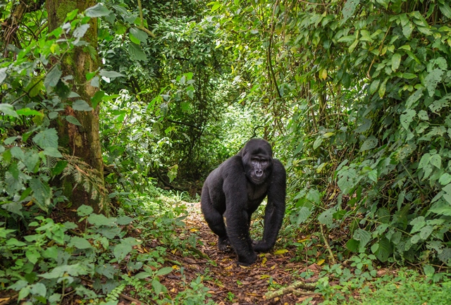 V parku žije asi polovina světové populace horských goril.