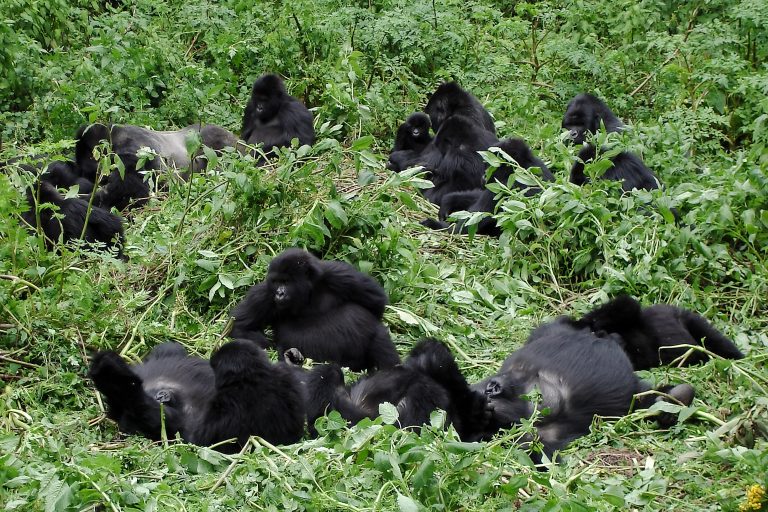 Turisté mohou sledovat gorily v jejich přirozeném prostředí.