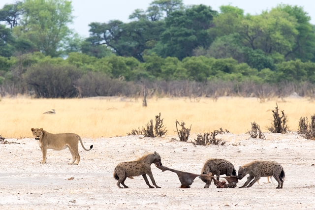Po parku se potlouká velké množství hyen.