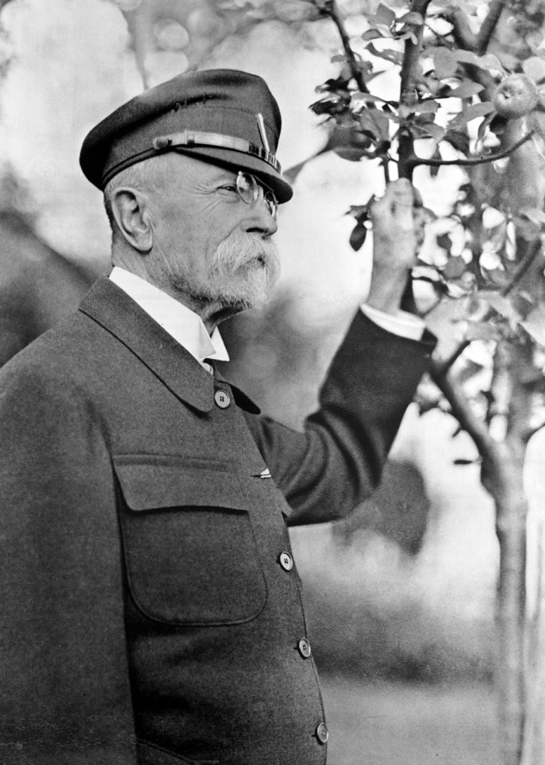 Tatíček Masaryk při vzniku republiky v roce 1918 i o 10 let později zasadil mnoho stromů včetně lip.