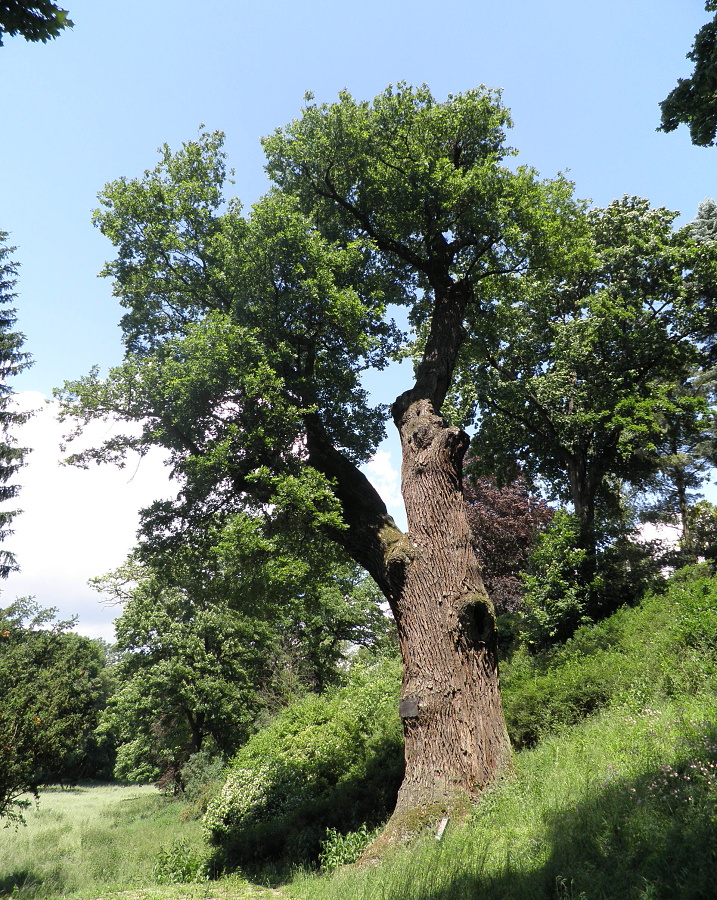 Nejstarší pražský strom je dub jménem Karel. Opět v tom má prsty Karel IV., před asi 550 lety jej vysadil v Kolodějích.