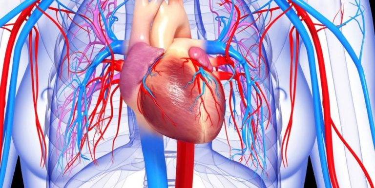 Také infarkt myokardu je často důsledek stárnutí cév.