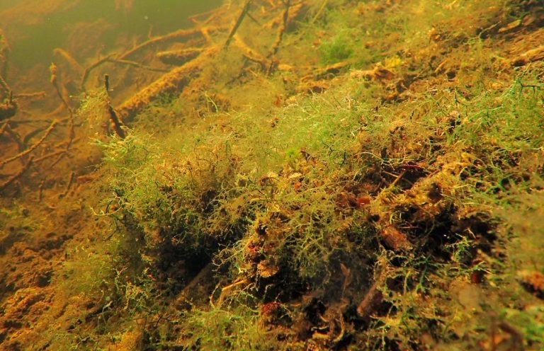 Dno mělkých příbřežních oblastí Prášilského jezera pokrývají tmavě zelené porosty větvených řas.