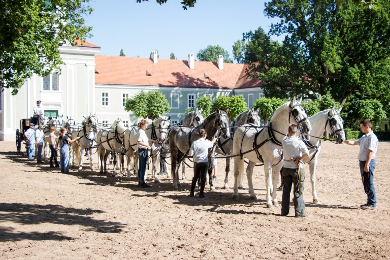 Chov kladrubských koní byl téměř zničen Československou republikou po roce 1918, kdy se rozhodlo o jeho likvidaci, jelikož byl spojován s pompou habsburského císařského dvora.