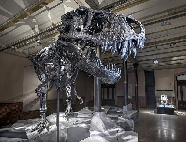 Tristan je dosud jediným originálním skeletem dinosaura, vystavovaným v Evropě. Délka jeho kostry je 12 metrů, na výšku měří 4 metry.