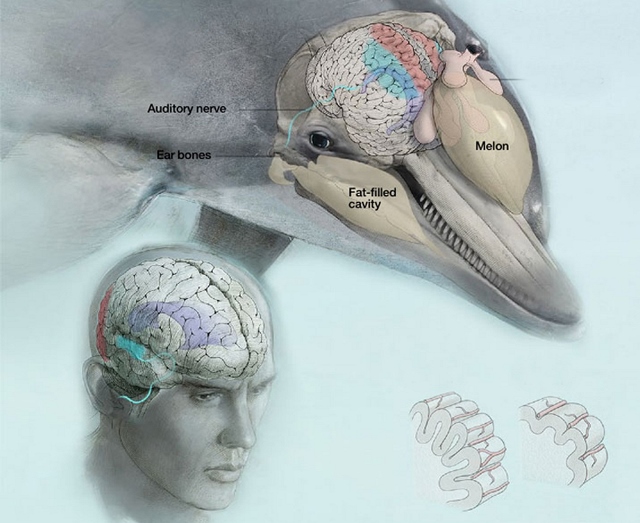 Delfíni mají složitou strukturu mozku.