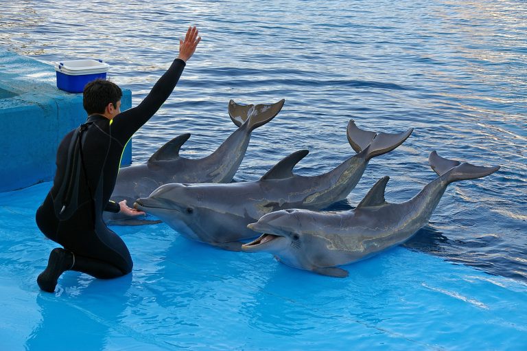 Delfíni vnímají nejen gesta, ale i slova.