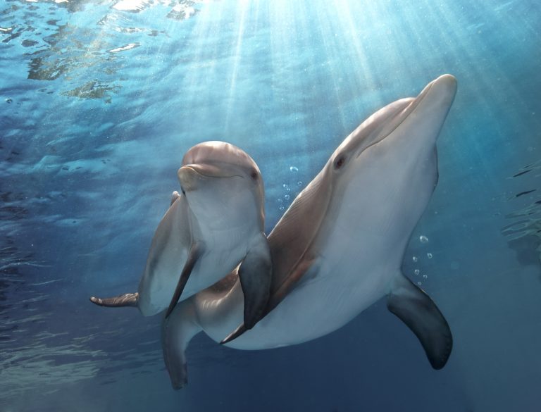 Delfíni si předávají chování z generace na generaci.
