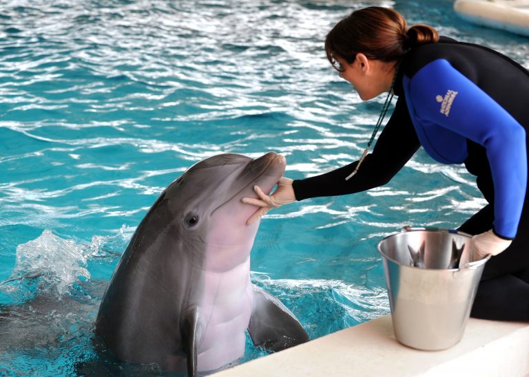 Delfíni se naučí všechny triky.