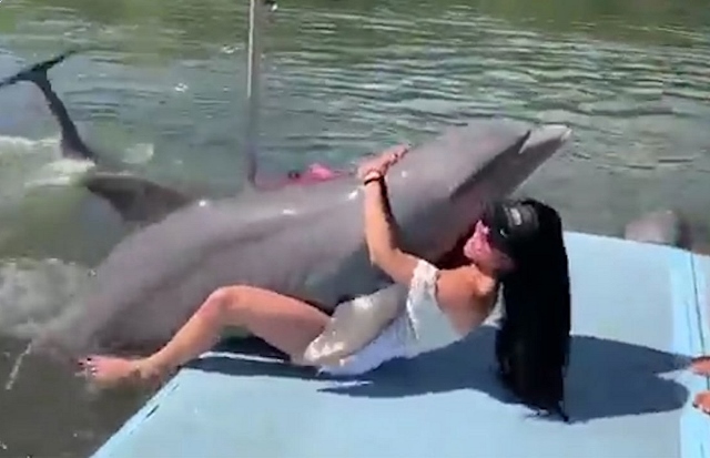 Delfíni se občas uchylují ke netradičním sexuálním praktikám.