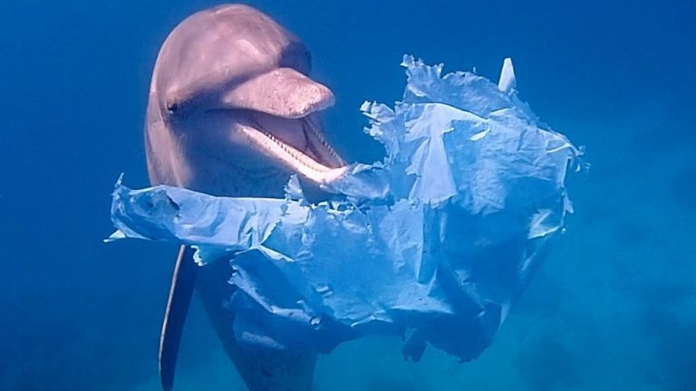 V zajetí se delfíni naučili sbírat odpadky.