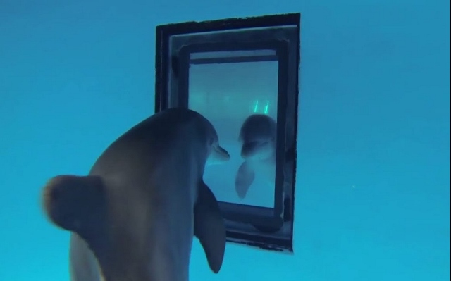 Delfíni si i v zrcadle uvědomují sami sebe