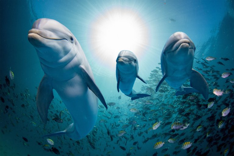 Delfíni se ostatním ohlašují speciálními zvuky.