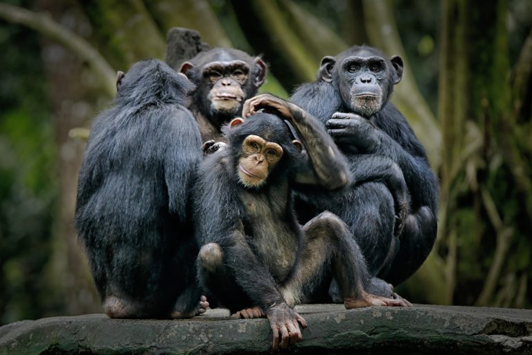 Šimpanzi lžou hlavně o potravě.