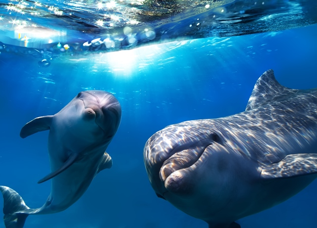 Delfíni vydávají speciální zvuky.