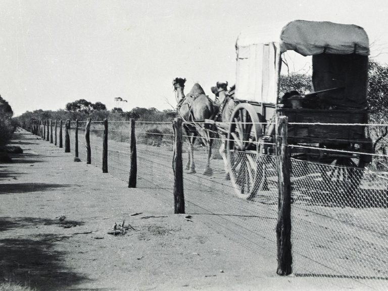 Metr vysoký plot, jenž rozdělil Austrálii na dvě půle, ochránil úrodnější pozemky na jihozápadě.