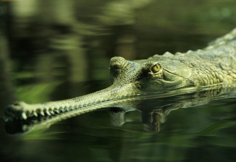 Zmíněný druh krokodýla si mohou v České republice zájemci prohlédnout v Zoologické zahradě Praha.