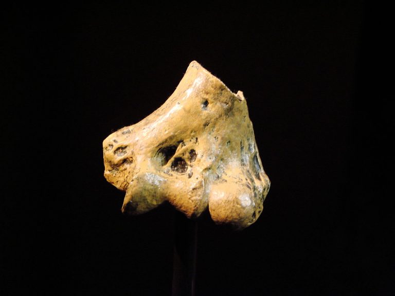 Zachovalý kus kosti Australopitheka anamensise umožnil modelování, jak pravděpodobně mohly vypadat jěheo měkké tkáně.