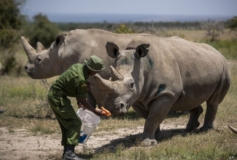 Zbyly poslední dvě samice Najin a Fatu, které ještě stále žijí v keňské rezervaci Ol Pejeta. Už ale nemohou zabřeznout. Vědci tak vidí řešení v umělé reprodukci, jelikož poslednímu samci odebrali vzorek spermatu a zmrazili ho. K reprodukci chtějí využít samici nosorožce tuponosého jižního.