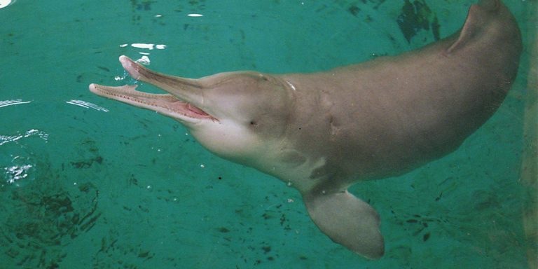 Není ještě potvrzené, že by delfínovec zmizel z povrchu zemského.