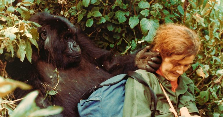 Fosseyová zkoumala chování goril.