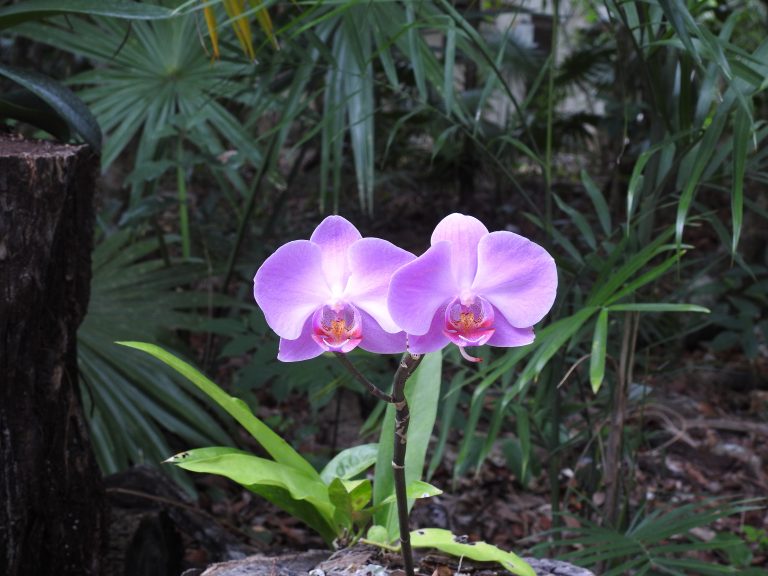 Exotické orchideje Evropané obdivují už v 18. století. Jejich pěstování ale většinou skončí katastrofou.