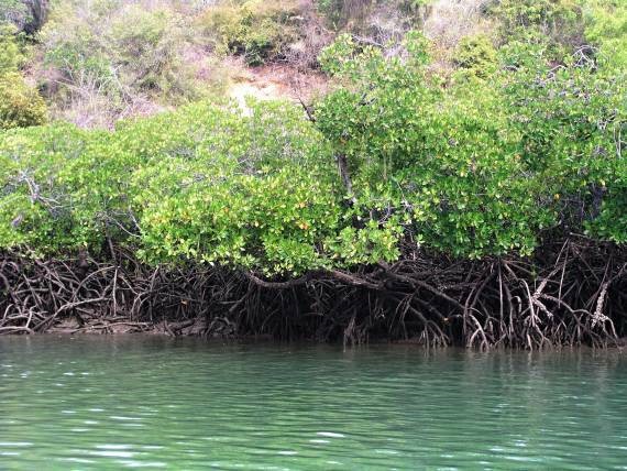Mangrovy jsou společenstva keřů a stromů vyskytující se v brakických vodách, na pobřežích moří a oceánů.
