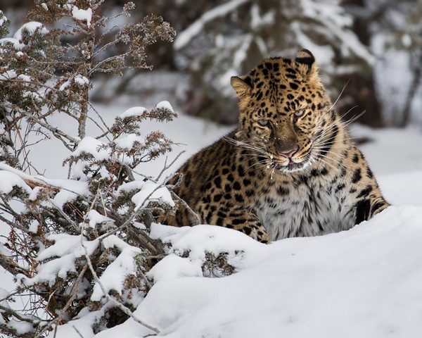 Na záchranu levharta mandžuského byla vytvořena i organizace s názvem Amur Leopard and Tiger Alliance, která monitoruje levhartí stopy a pohyb.