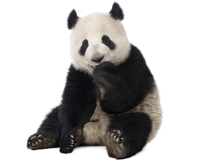 Panda patří k nejroztomilejším zvířatům na světě.