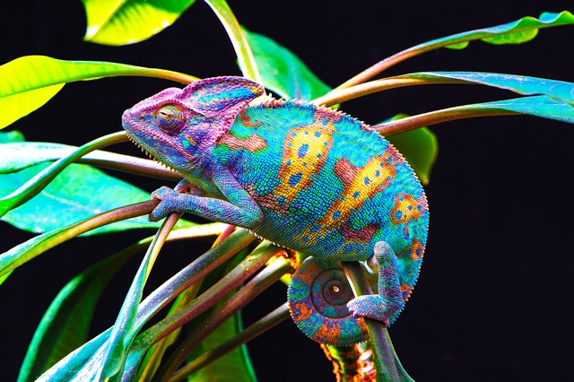 Chameleon mění barvy podle nálady.