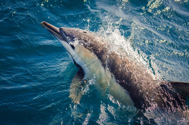 Delfíni totiž zabijí nejen kvůli získání potravy, ale i pro zábavu.