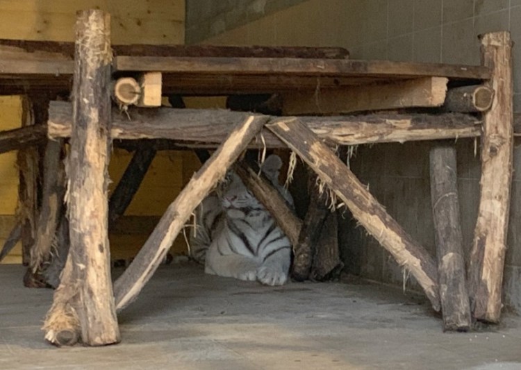Bílí tygři ussurijští chovaní v zajetí nejsou čistokrevní.