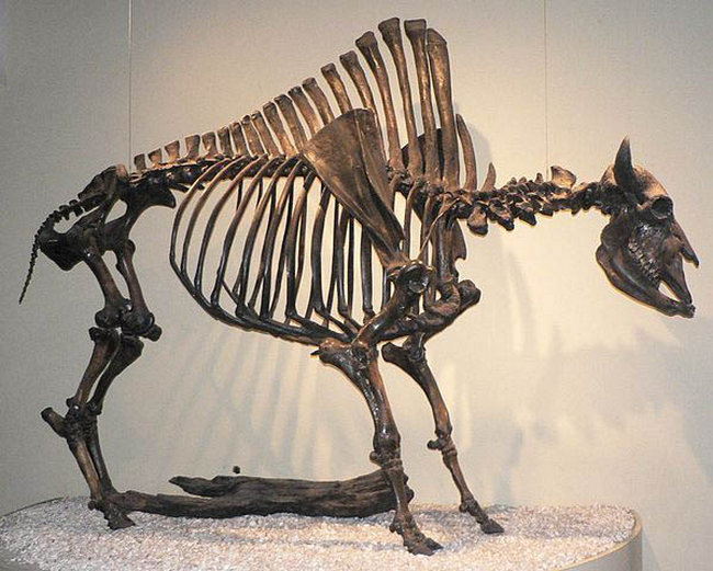 Jedna hypotéza se zaobírá možností, že pro hledače a sběratele dávných ostatků byly atraktivnější větší (samčí) pozůstatky, jako třeba u tohoto dávného bizona.