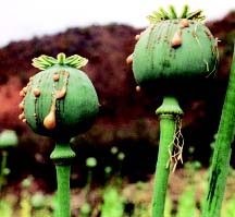 Ve starověku bylo opium oblíbenou drogou.