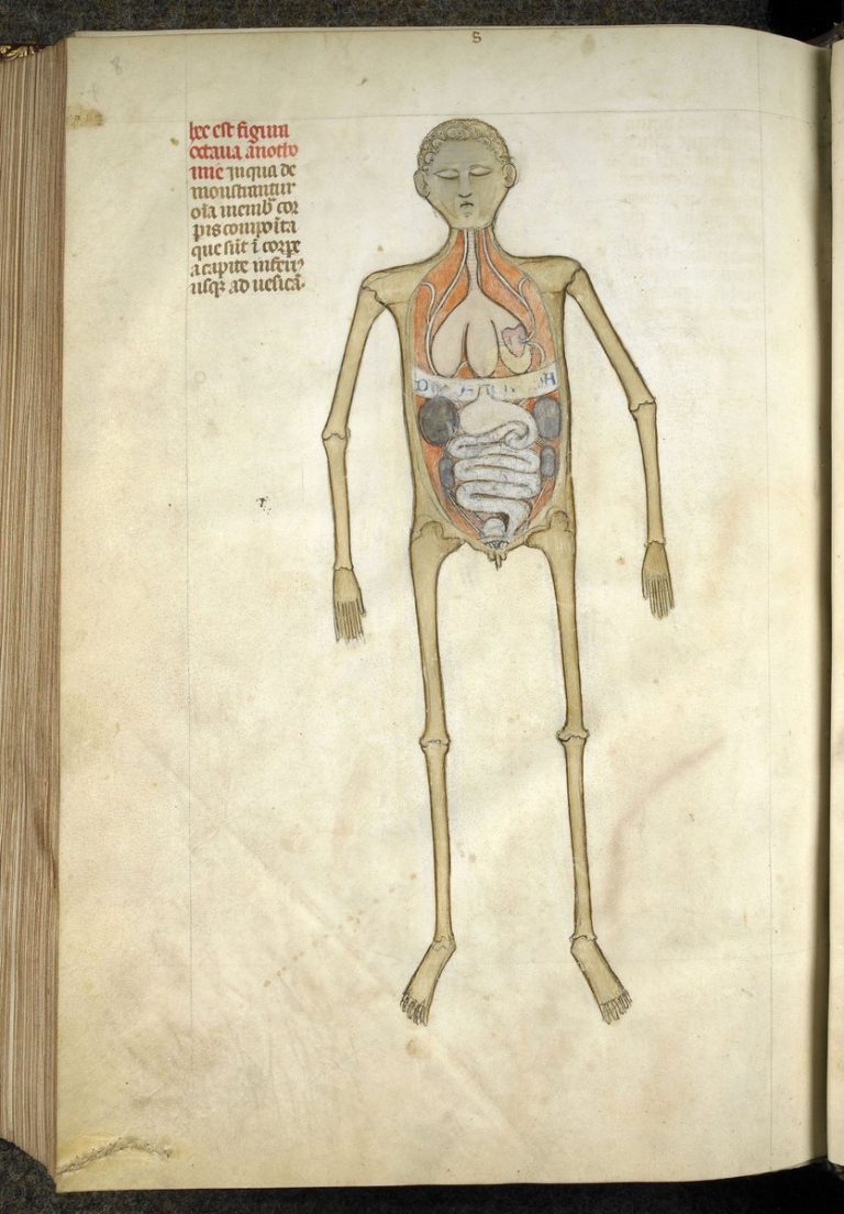 Lékař Guido da Vigevano se při kresbě hlavního orgánu inspiroval u Aristotela. Nepřipomíná vám ten tvar něco?