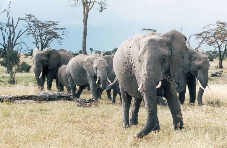 U slonů je důležitý ke komunikaci chobot.