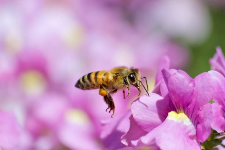 Květiny možná leccos napovídají včelám, zvířata ultrazvuk mohou slyšet.