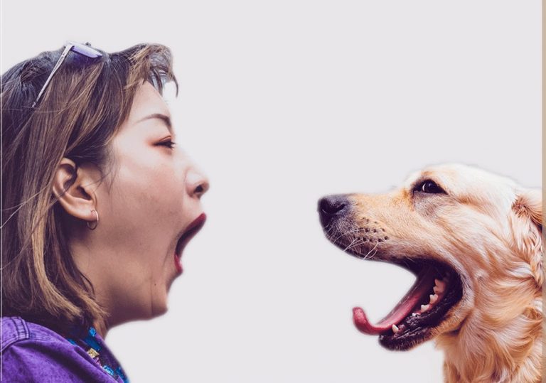 Psi opakují zívání po člověku. Proč, to je nejspíš zatím záhadou.