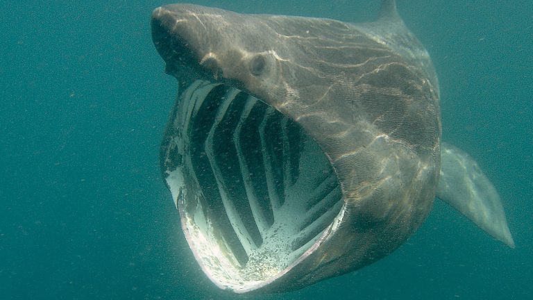 Na rozdíl od jiných druhů žraloků nemá v čelistech velké pilovité zuby.