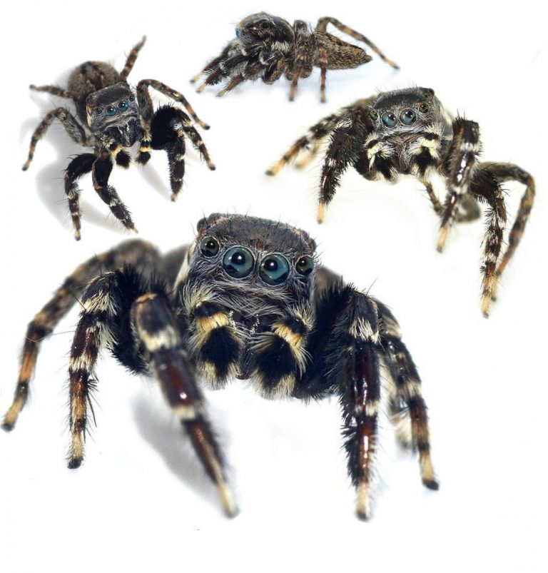 Strach z pavouků patří mezi nejčastější fobie.